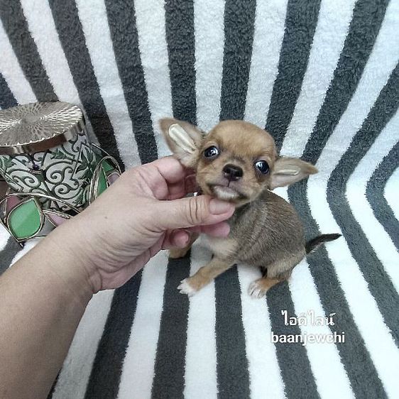 ชิวาว่าขนสั้น(ไซส์จิ๋ว)ชาย