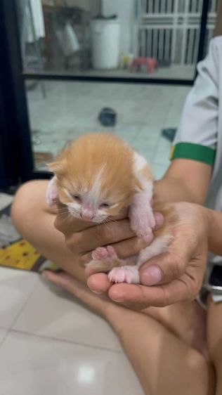 มันช์กิ้น (Munchkin) แมวมันซ์กิ้น