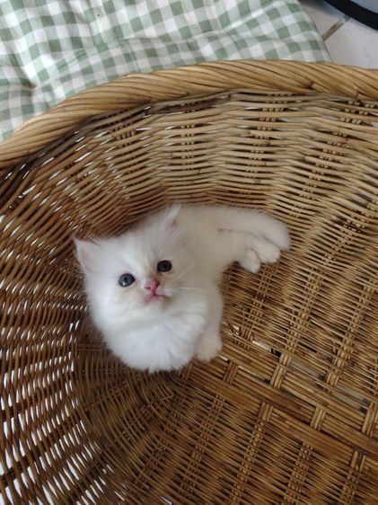 เปอร์เซีย (Persian) แมวเปอร์เซีย