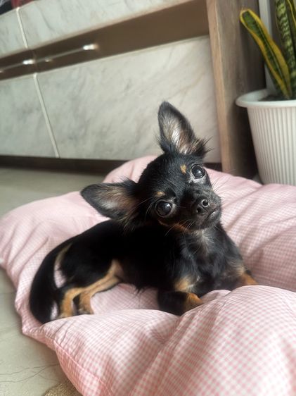 ชิวาวา (Chihuahua) เล็ก ชิวาวา เมีย