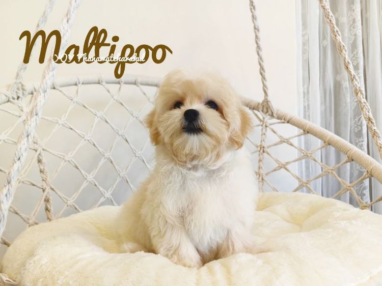มอลทีส (Maltese) เล็ก Maltipoo Female