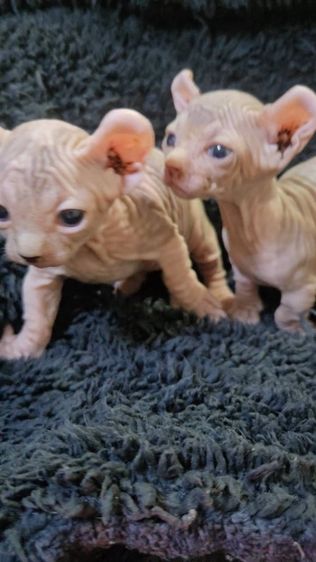 หาผู้ปกครอง น้องผู้ชายกับน้องผู้หญิง สฟิงซ์ขาสั้นหูพลิก รูปที่ 8