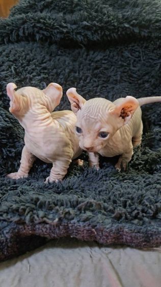 หาผู้ปกครอง น้องผู้ชายกับน้องผู้หญิง สฟิงซ์ขาสั้นหูพลิก รูปที่ 9