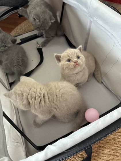 หาบ้านให้น้องแมว มั้นกิิน รูปที่ 4