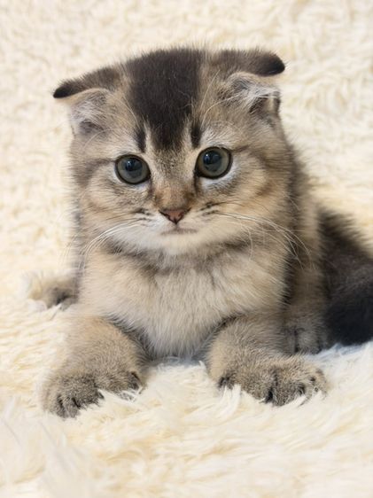 สก็อตติช โฟลด์ (Scottish Fold) น้องสก๊อตติช แท้