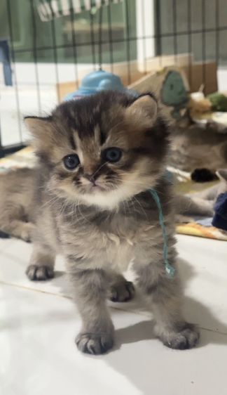 บริติช ชอร์ตแฮร์ (British Shorthair) 🩶 British shorthair kittens[Boy] 🩶