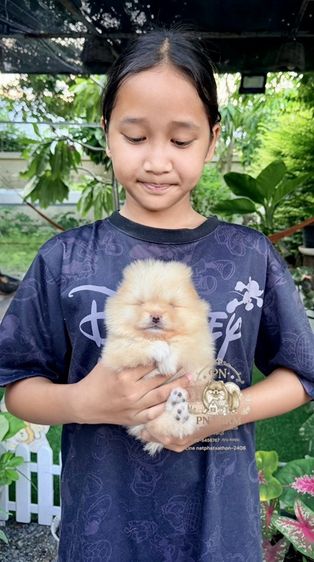 ปอมเมอเรเนียน (Pomeranian) เล็ก ปอมแท้ราคาถูก