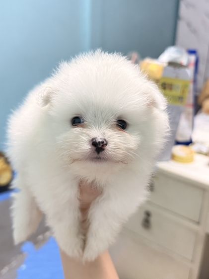 ปอมเมอเรเนียน (Pomeranian) ปอมแท้
