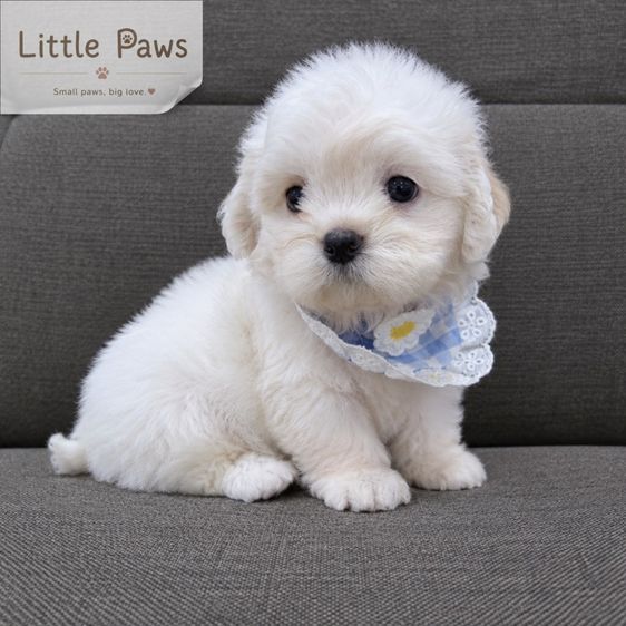 ชิสุ (Shih Tzu) เล็ก เด็กน้อยชายหญิงชิสุมอลทีสค้าบ👧🏻🧑🏻🐾