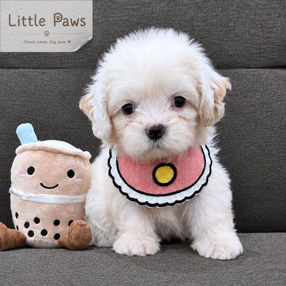 เด็กน้อยชายหญิงชิสุมอลทีสค้าบ👧🏻🧑🏻🐾 รูปที่ 2