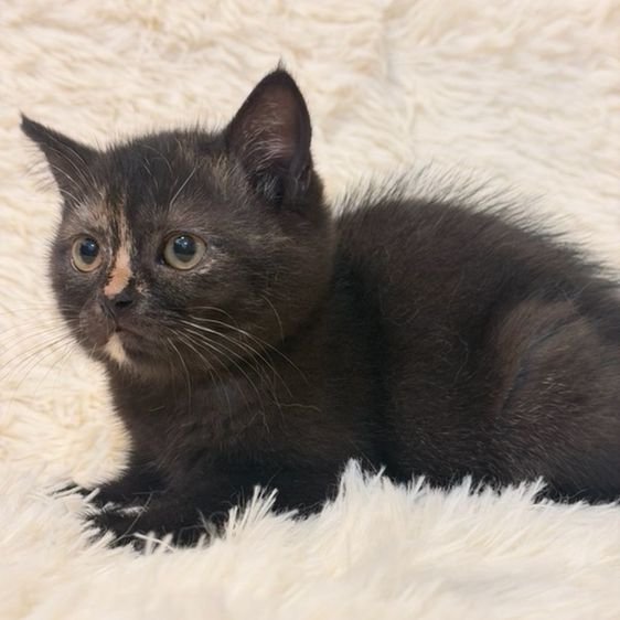 สก็อตติช โฟลด์ (Scottish Fold) น้องแมวสก๊อตติชโฟลด์แท้