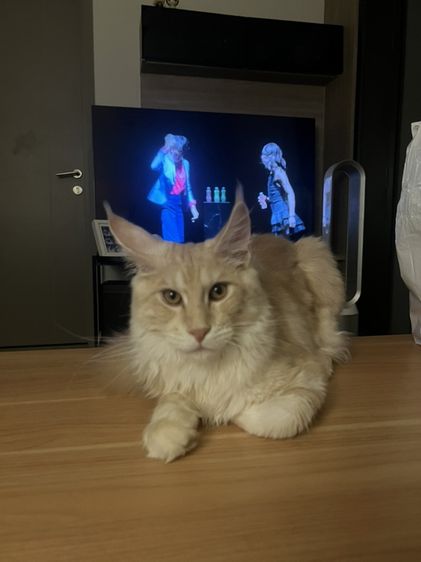 เมนคูน (Maine Coon) เมนคูน5เดือน ดช
