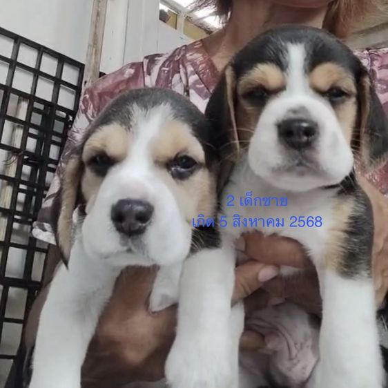 บีเกิล (Beagle) เล็ก เด็กชายบีเกิลแท้ พร้อมวัคซีน 2 เดือนวันที่ 6 ตุลาคม