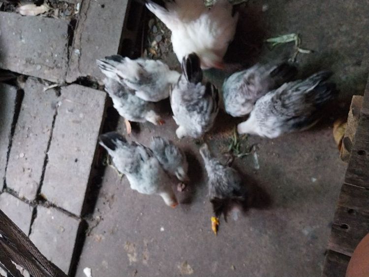 ไก่แจ้รุ่น