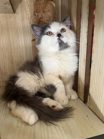 สก็อตติช โฟลด์ (Scottish Fold) แมวพันธุ์สก๊อตติช