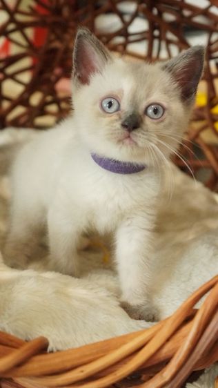 บริติช ชอร์ตแฮร์ (British Shorthair) แมวบริติช