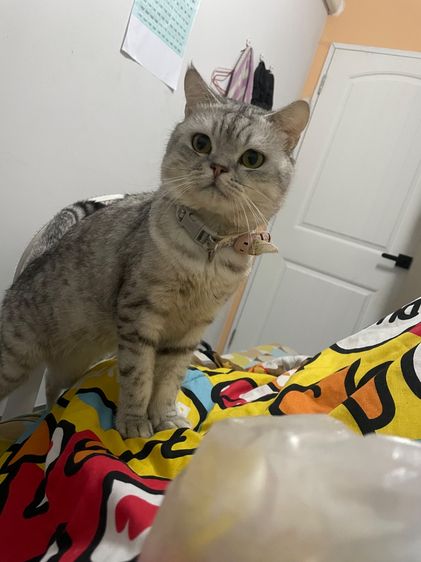 สก็อตติช โฟลด์ (Scottish Fold) แมวสก๊อตติซโฟว์แท้ไม้ผสม