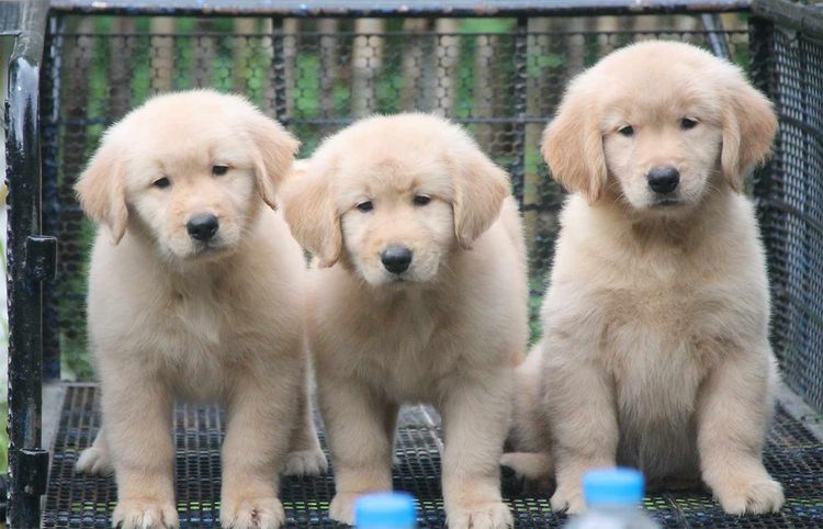 โกลเด้นรีทรีฟเวอร์ (Golden Retriever) ใหญ่ โกลเดินริทรีฟเวอร์แท้ หญิง
