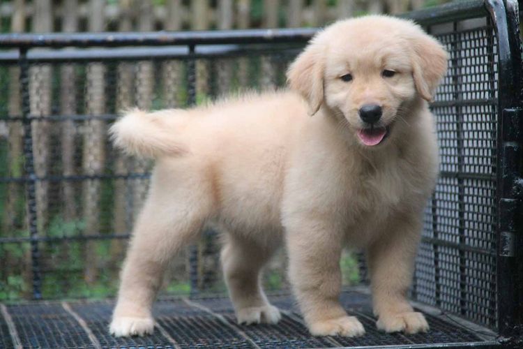 โกลเด้นรีทรีฟเวอร์ (Golden Retriever) ใหญ่ โกลเดินริทรีฟเวอร์ แท้เพศหญิง 4,500