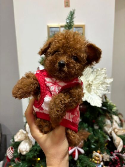 พุดเดิ้ล (Poodle) Korean toy poodle