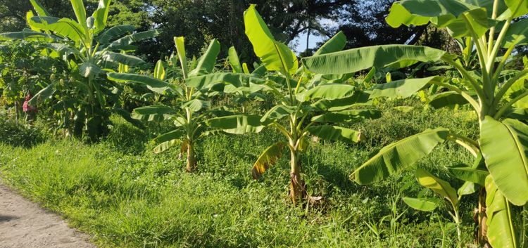 ขายที่ดินติดหนองสำโรง  อุดร    304 ตรว   