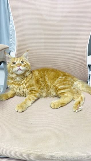 เมนคูน (Maine Coon) แมวเมนคูน