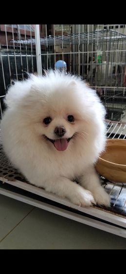 ปอมเมอเรเนียน (Pomeranian) ปอมเพศเมีย