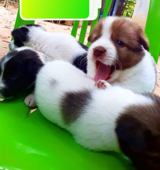 บางแก้ว (Thai Bangkaew Dog) กลาง บางเเก้ว 