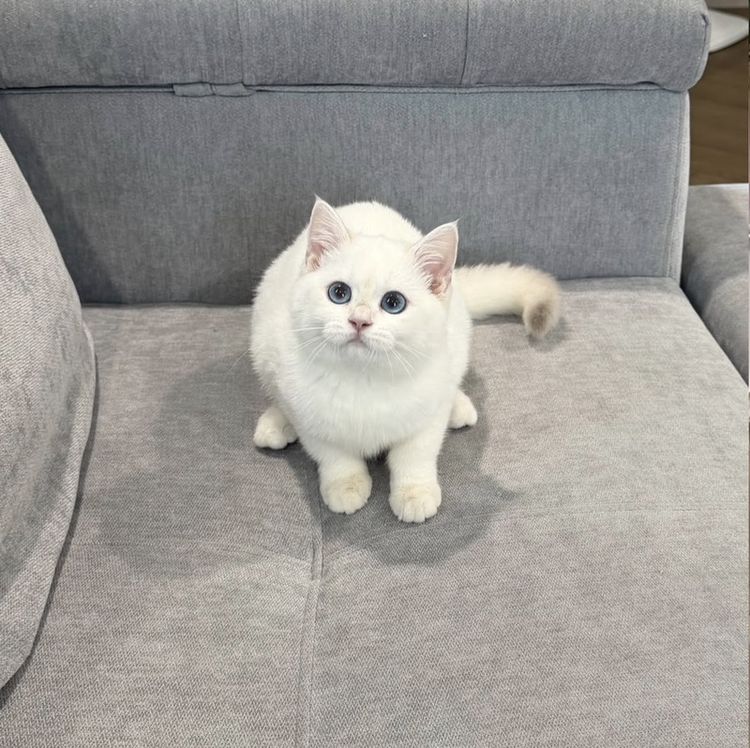 บริติช ชอร์ตแฮร์ (British Shorthair) ดญ สีพ้อย