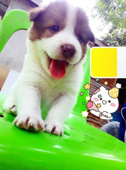 ลาบราดอร์ (Labrador) ใหญ่ ลาบาดอ 