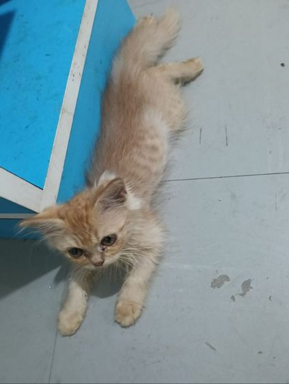 เเมว