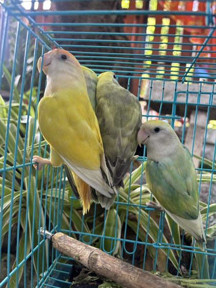 นกเลิฟเบิร์ดชลบุรี