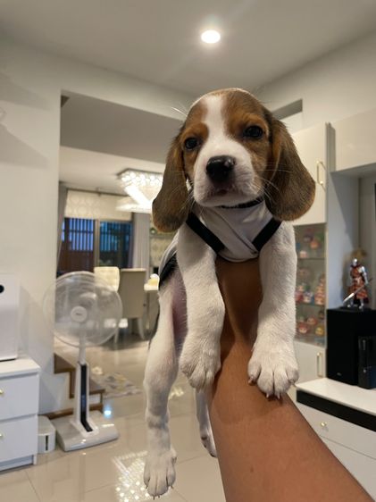 บีเกิล (Beagle) เล็ก บีเกิ้ลแท้ มีใบ