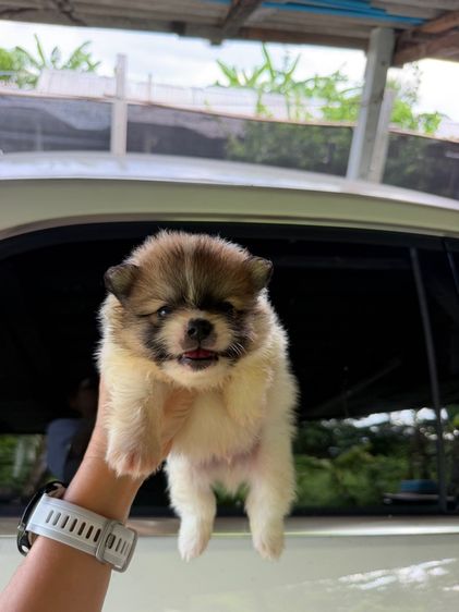 ปอมหมีๆ3500
