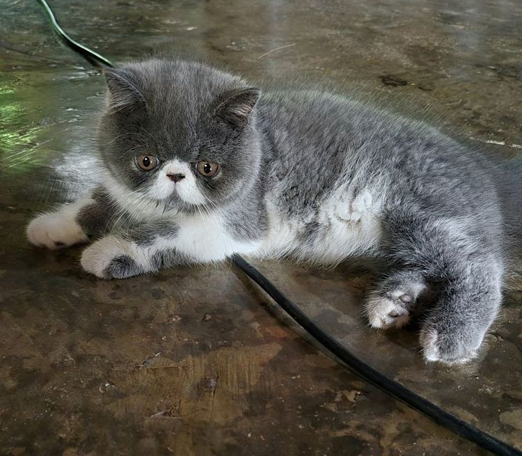 เอ็กโซติก ชอร์ตแฮร์ (Exotic Shorthair) หาบ้านให้น้องแมว ดญ 3 เดือน
