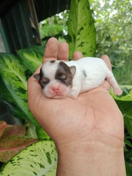 ชิวาวา (Chihuahua) เล็ก ชิวาวา