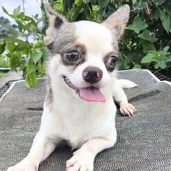 ชิวาวา (Chihuahua) กลาง ชิวาวาผู้