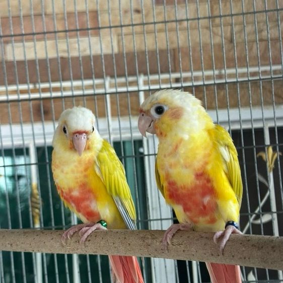 ซันชีค