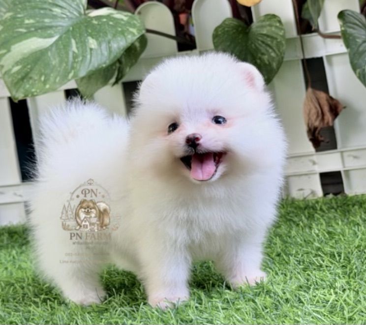 ปอมแท้ราคาถูก รูปที่ 8