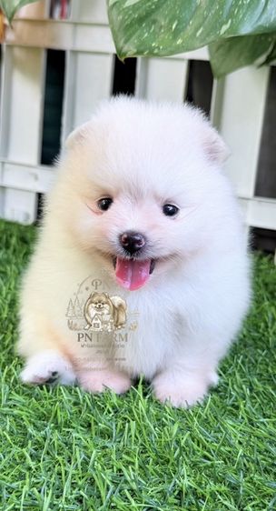 ปอมแท้ราคาถูก รูปที่ 7