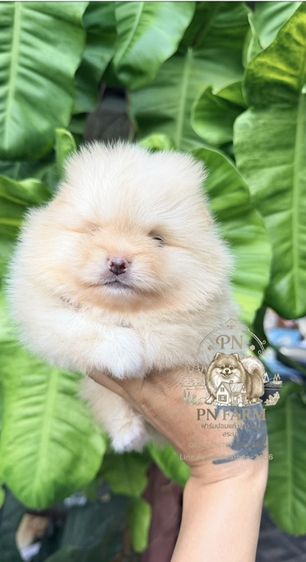 ปอมแท้ราคาถูก รูปที่ 10