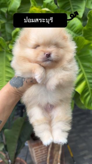 ปอมแท้ราคาถูก รูปที่ 2