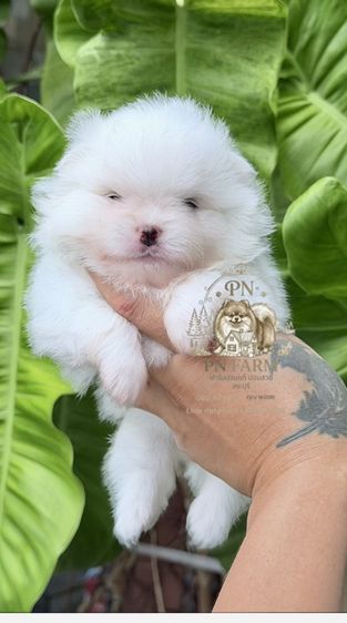 ปอมแท้ราคาถูก รูปที่ 11