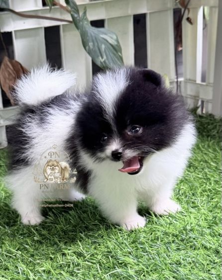 ปอมแท้ราคาถูก รูปที่ 6