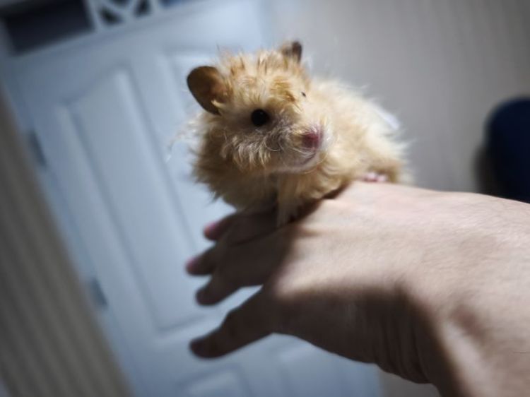 Giant Hamster