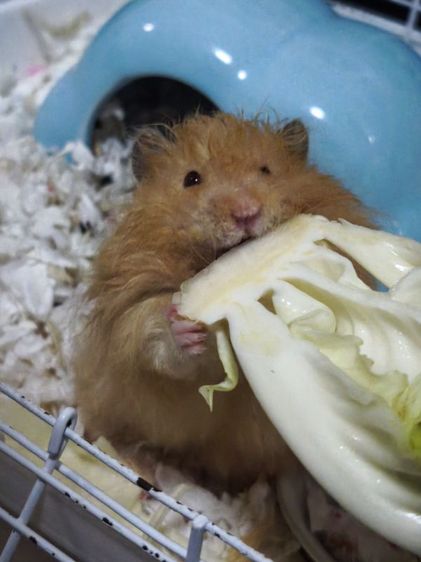 Giant Hamster รูปที่ 3