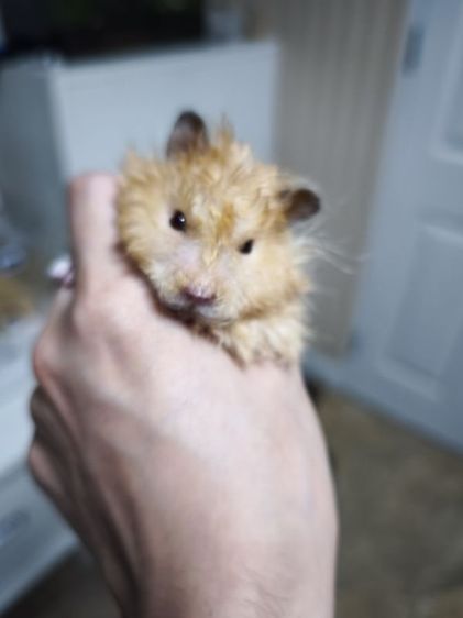 Giant Hamster รูปที่ 2