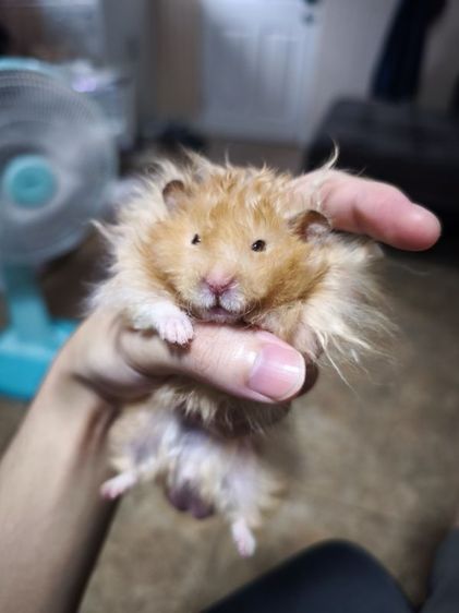 Syrian Hamster