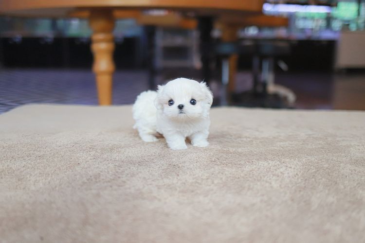 ลูกสุนัขมอลทีสเกรดพรีเมียมจากเกาหลี ไซซ์มินิ  รูปที่ 4