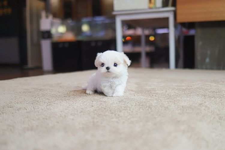 ลูกสุนัขมอลทีสเกรดพรีเมียมจากเกาหลี ไซซ์มินิ  รูปที่ 2